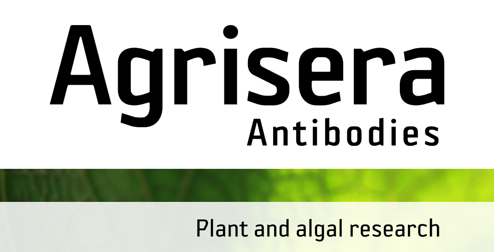 Agrisera MicroRNA相關(guān)研究植物蛋白抗體火熱促銷中！